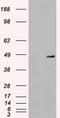 Mitogen-Activated Protein Kinase Kinase 4 antibody, LS-C784241, Lifespan Biosciences, Western Blot image 