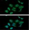 Pyruvate Kinase M1/2 antibody, GTX57604, GeneTex, Immunofluorescence image 