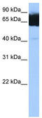 Tetratricopeptide Repeat Domain 12 antibody, TA335532, Origene, Western Blot image 