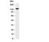 Neural Cell Adhesion Molecule 1 antibody, R30234, NSJ Bioreagents, Western Blot image 