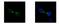 Kinesin Family Member 22 antibody, GTX112357, GeneTex, Immunofluorescence image 