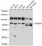 ADAM Metallopeptidase Domain 2 antibody, 13-486, ProSci, Western Blot image 