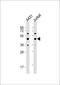 Proliferation-Associated 2G4 antibody, A02791-1, Boster Biological Technology, Western Blot image 