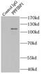 PTPRF-interacting protein-binding protein 1 antibody, FNab06672, FineTest, Immunoprecipitation image 