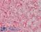 Apolipoprotein A1 antibody, LS-B12787, Lifespan Biosciences, Immunohistochemistry paraffin image 