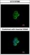 Sialic Acid Binding Ig Like Lectin 7 antibody, GTX107080, GeneTex, Immunocytochemistry image 