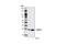 Ring Finger And CHY Zinc Finger Domain Containing 1 antibody, 5754S, Cell Signaling Technology, Western Blot image 