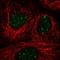 Transformer 2 Alpha Homolog antibody, HPA054018, Atlas Antibodies, Immunofluorescence image 