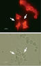 Potassium Voltage-Gated Channel Subfamily H Member 2 antibody, GTX54785, GeneTex, Immunocytochemistry image 