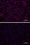 Melatonin-related receptor antibody, MAB4645, R&D Systems, Immunofluorescence image 