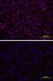 G Protein-Coupled Receptor 50 antibody, MAB4645, R&D Systems, Immunofluorescence image 