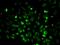 Ribosomal Protein S6 Kinase A5 antibody, orb338967, Biorbyt, Immunofluorescence image 