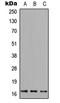 FUN14 Domain Containing 1 antibody, LS-C354368, Lifespan Biosciences, Western Blot image 