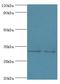 RAD52 Motif Containing 1 antibody, LS-C378502, Lifespan Biosciences, Western Blot image 