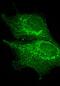 Microtubule Actin Crosslinking Factor 1 antibody, 13058-1-AP, Proteintech Group, Immunofluorescence image 