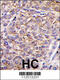 TAO Kinase 3 antibody, 62-589, ProSci, Immunohistochemistry paraffin image 