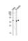 KH RNA Binding Domain Containing, Signal Transduction Associated 2 antibody, abx034990, Abbexa, Western Blot image 