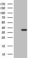 Gem Nuclear Organelle Associated Protein 8 antibody, TA805837S, Origene, Western Blot image 