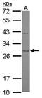 Mitochondrial Translational Initiation Factor 3 antibody, PA5-31506, Invitrogen Antibodies, Western Blot image 