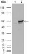 Checkpoint Kinase 1 antibody, GTX83385, GeneTex, Western Blot image 