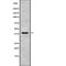 Replication Factor C Subunit 3 antibody, abx218264, Abbexa, Western Blot image 