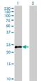 Opa Interacting Protein 5 antibody, H00011339-B01P, Novus Biologicals, Western Blot image 