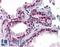 FERM And PDZ Domain Containing 3 antibody, LS-B4618, Lifespan Biosciences, Immunohistochemistry paraffin image 