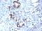 Transgelin antibody, MBS438730, MyBioSource, Immunohistochemistry frozen image 