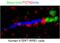 Tectonic-2 antibody, 17053-1-AP, Proteintech Group, Immunofluorescence image 
