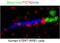 Tectonic Family Member 2 antibody, 17053-1-AP, Proteintech Group, Immunofluorescence image 