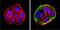 Cytochrome P450 Family 1 Subfamily A Member 2 antibody, MA3-037, Invitrogen Antibodies, Immunofluorescence image 