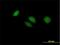 BTG Anti-Proliferation Factor 4 antibody, H00054766-B01P, Novus Biologicals, Immunofluorescence image 