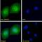 RNA Binding Motif Protein 20 antibody, NBP2-27509, Novus Biologicals, Immunocytochemistry image 