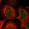 CGRP Receptor Component antibody, HPA007216, Atlas Antibodies, Immunofluorescence image 