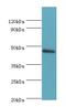 TEA Domain Transcription Factor 4 antibody, LS-C371371, Lifespan Biosciences, Western Blot image 