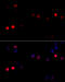 Cyclin G1 antibody, 19-565, ProSci, Immunofluorescence image 