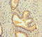 Bone Morphogenetic Protein 4 antibody, LS-C318250, Lifespan Biosciences, Immunohistochemistry paraffin image 