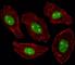 Nucleophosmin 1 antibody, F48248-0.4ML, NSJ Bioreagents, Flow Cytometry image 