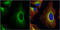 Protein Disulfide Isomerase Family A Member 3 antibody, GTX113719, GeneTex, Immunocytochemistry image 