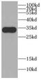 Cell Division Cycle Associated 4 antibody, FNab01541, FineTest, Western Blot image 