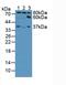 Ezrin antibody, LS-C293638, Lifespan Biosciences, Western Blot image 