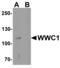 WW And C2 Domain Containing 1 antibody, PA5-72829, Invitrogen Antibodies, Western Blot image 