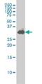 Syntaxin 1A antibody, H00006804-M02, Novus Biologicals, Western Blot image 