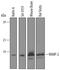 Vesicle Associated Membrane Protein 2 antibody, AF5136, R&D Systems, Western Blot image 