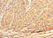 Transketolase Like 2 antibody, A67482-100, Epigentek, Immunohistochemistry paraffin image 