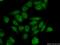 Integrator Complex Subunit 5 antibody, 14069-1-AP, Proteintech Group, Immunofluorescence image 
