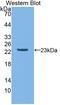 Apolipoprotein M antibody, LS-C374409, Lifespan Biosciences, Western Blot image 