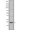 T Cell Receptor Beta Constant 1 antibody, abx218918, Abbexa, Western Blot image 