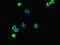 S100 Calcium Binding Protein P antibody, LS-C679397, Lifespan Biosciences, Immunofluorescence image 