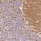 Synaptogyrin 1 antibody, NBP1-87532, Novus Biologicals, Immunohistochemistry frozen image 